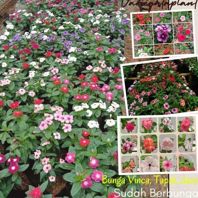 Expert- Bunga VINCA BERBUNGA - Vinca Tapak Dara - Bunga Vinca