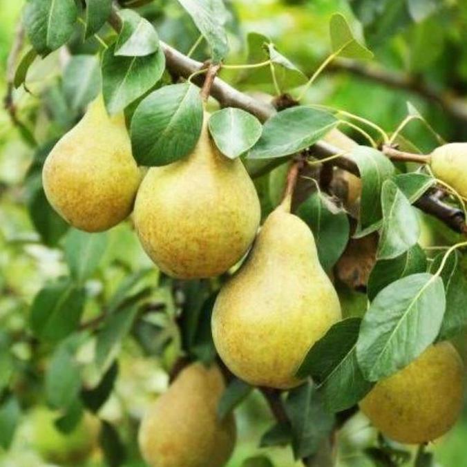 Bibit Tanaman Buah Pir Kuning Cangkok Lebih Cepat Berbuah Pohon Hidup JAMIN HALAL