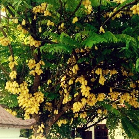 Bibit Pohon Buah Belimbing Wuluh Kuning Premium JAMIN HALAL