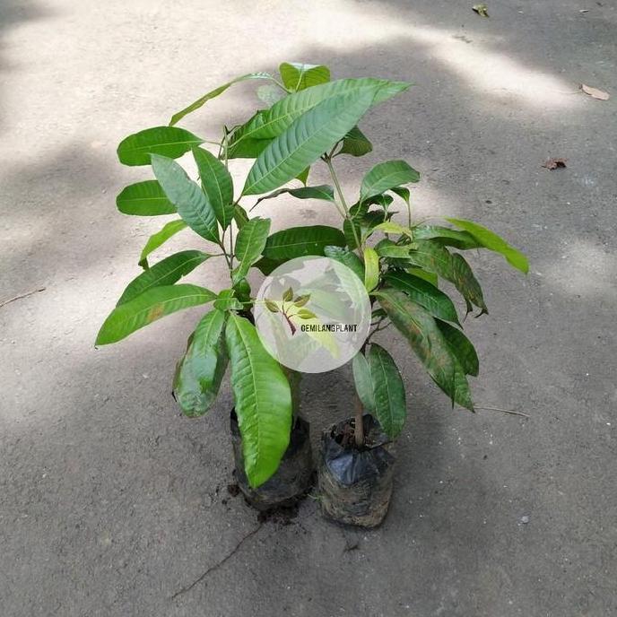 POHON Bibit Pohon Gandaria - Tanaman Gandaria Jatake - Buah Gandaria JAMIN HALAL