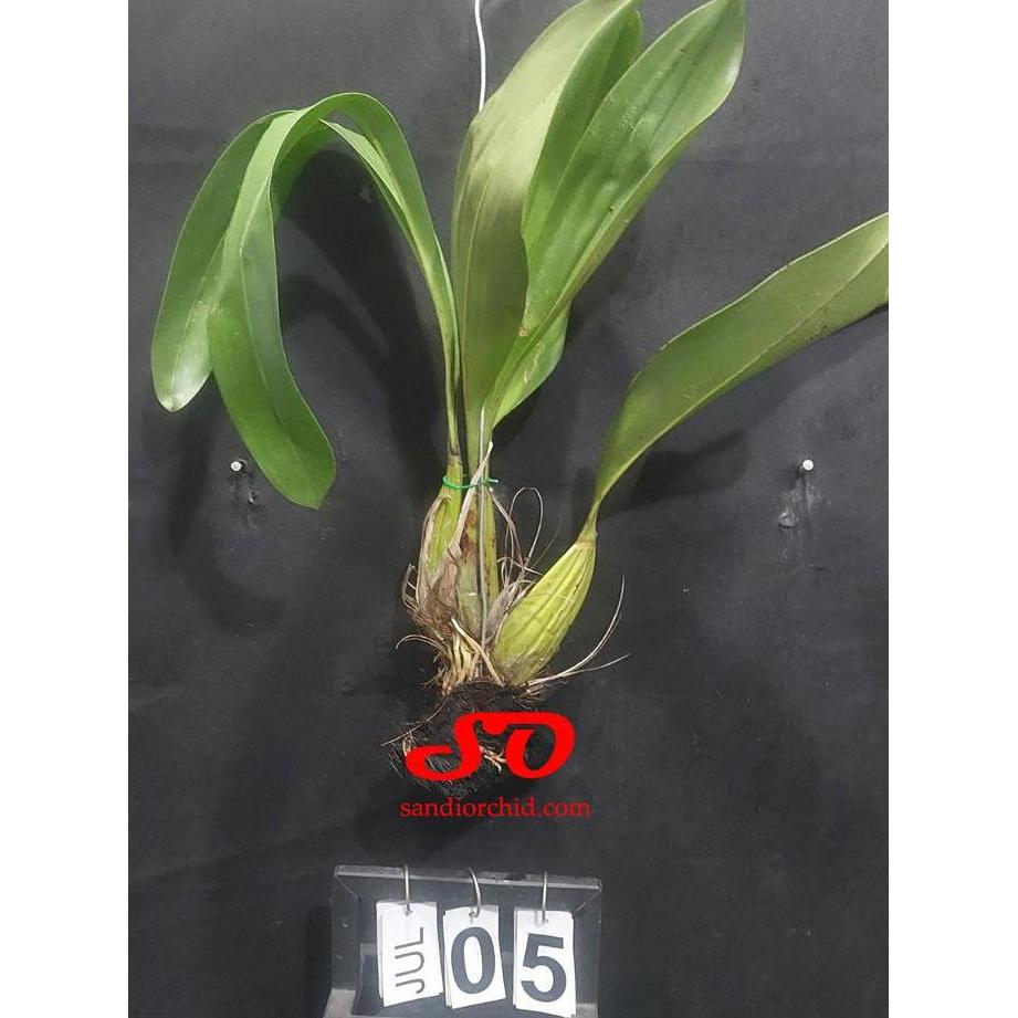 [ Dewasa ] Grammatophyllum Stapeliiflorum | Anggrek Sendu: Si Unik Dari Genus Anggrek Macan