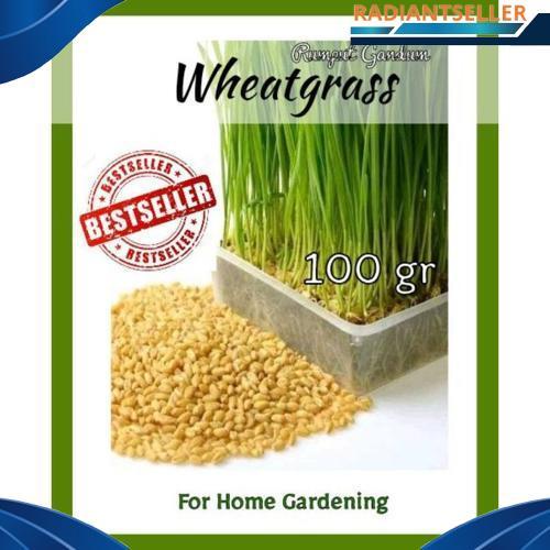 Bibit Wheatgrass Biji Gandum 100gr Super