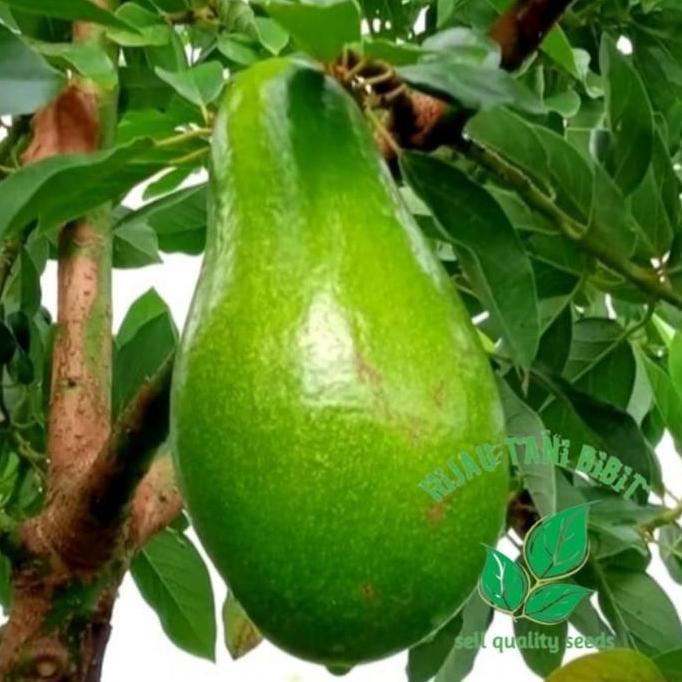 Bibit Alpukat Lilin Singkawang Asli Okulasi Cepat Berbuah