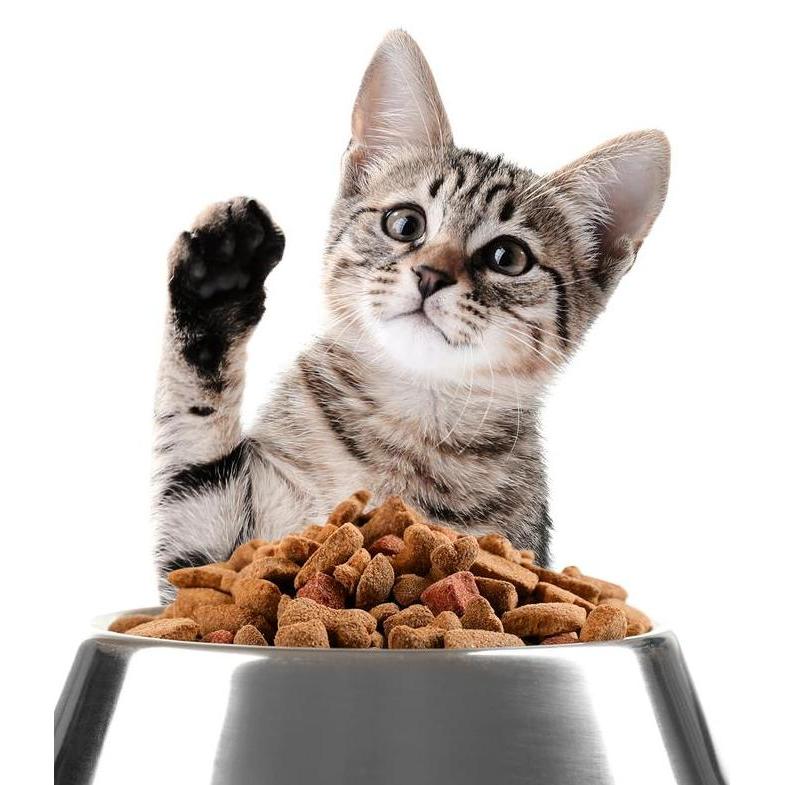 Grosir Makanan Kucing Kering Excel Cat Food 20 Kg Karungan 1 Sak