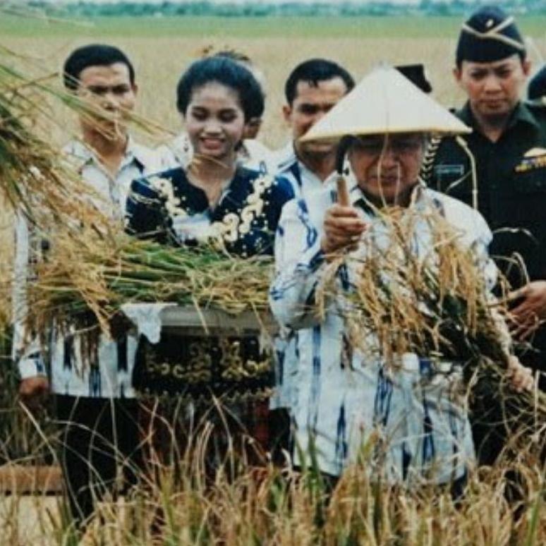 Bisa Cod Biji Padi Unggul Ir64 / Ir 64 / Padi Ir64 >>