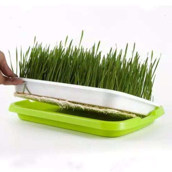 Bisa Cod Tray Semai Microgreen (Tanpa Tutup) - Wadah Semai Tanaman - Tray Semai Hidroponik ...