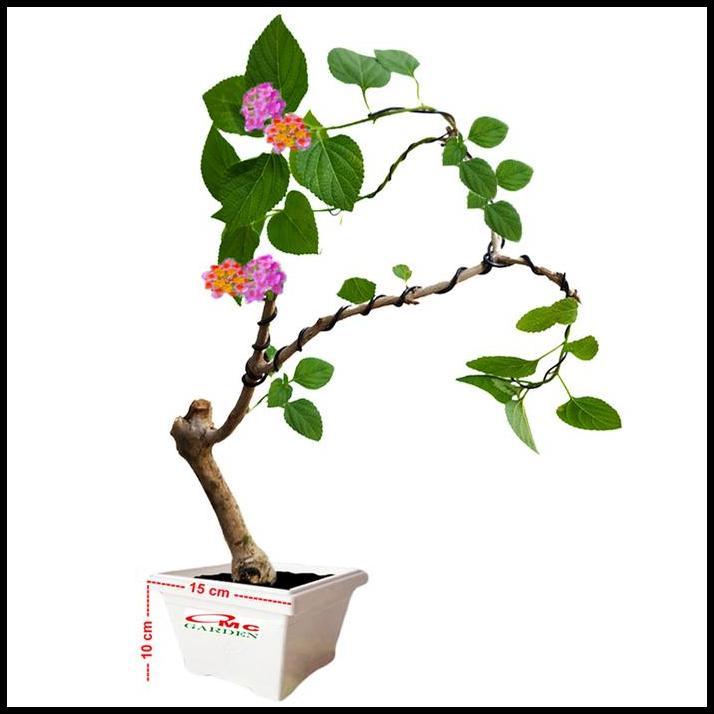 BEST DEAL BONSAI BONSAE LANTANA CAMARA TEMBELEKAN ORANGE PINK TANAMAN HIAS 004 