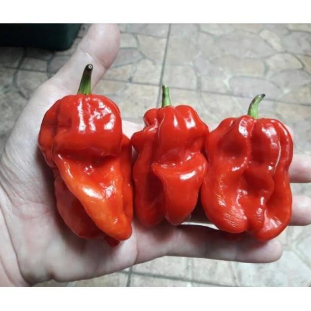 *#*#*#*#] Benih Cabe Katokkon Super (Besar)