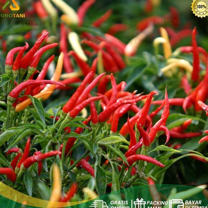 Pupuk Organik Subur Ijo 25Kg Tanaman Alami