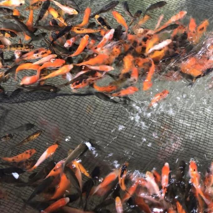 Umpan Ikan Predator/Anakan Ikan Mas Pakan Ikan Predator 1 Liter