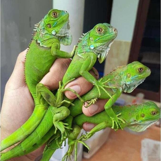 Reptil - Baby green iguana columbia
