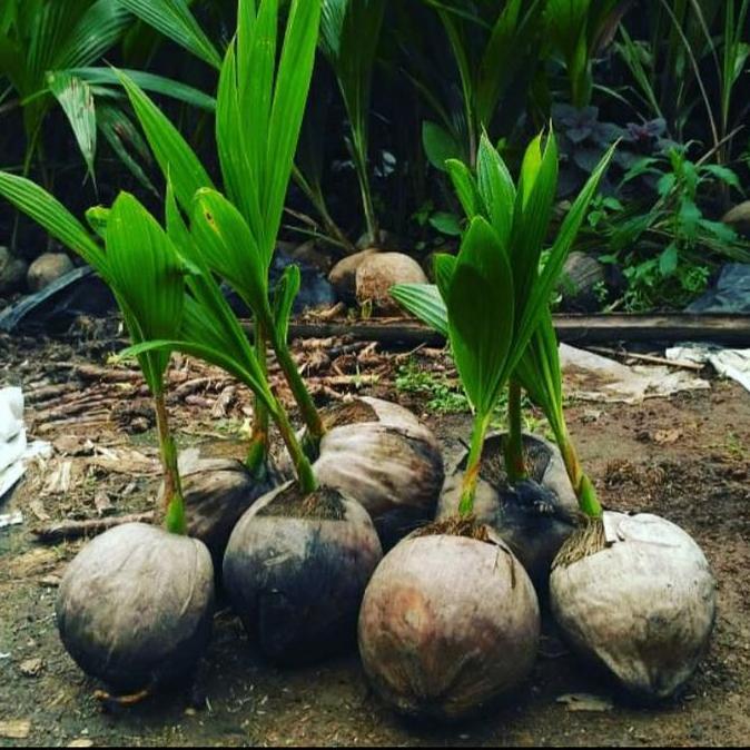 BIBIT KELAPA HIBRIDA BUAH JUMBO/ KELAPA HIJ HIBRIDA BUAH BESAR ASLI