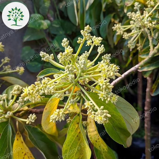 Bibit Pohon Alpukat Berbunga-Tanaman Buah Alpukat Berbunga Super