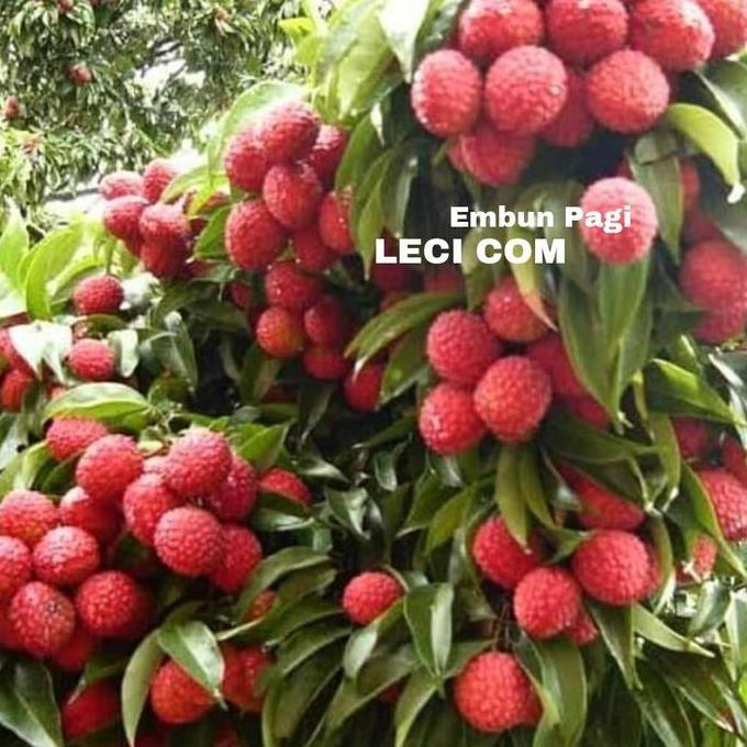 Bibit Pohon Buah Leci com dataran rendah cepat berbuah dari cangkok