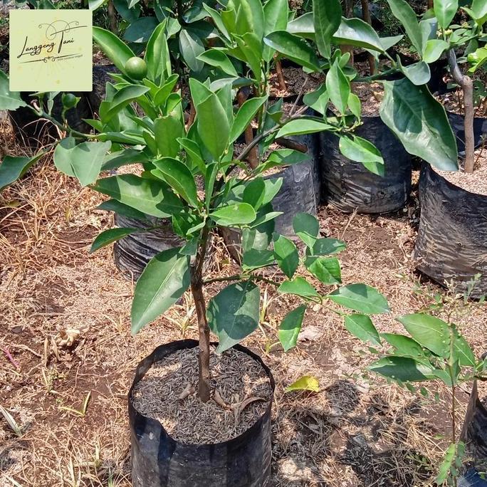 bibit tanaman buah jeruk sunkist kondisi berbuah