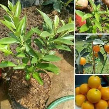 FREESS Tanaman Jeruk Tongheng Bibit Buah Jeruk Kimkit Madu