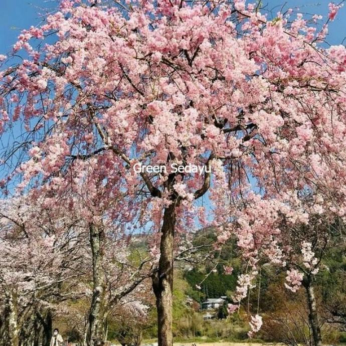 Bibit Pohon Buah Sakura Jepang
