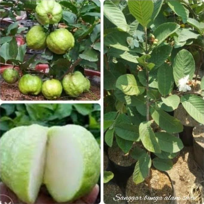 Tanaman Buah Jambu Kristal / Bibit tanaman Jambu Kristal