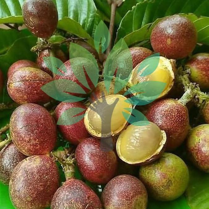 Bibit Tanaman Buah Matoa Hasil Cangkok