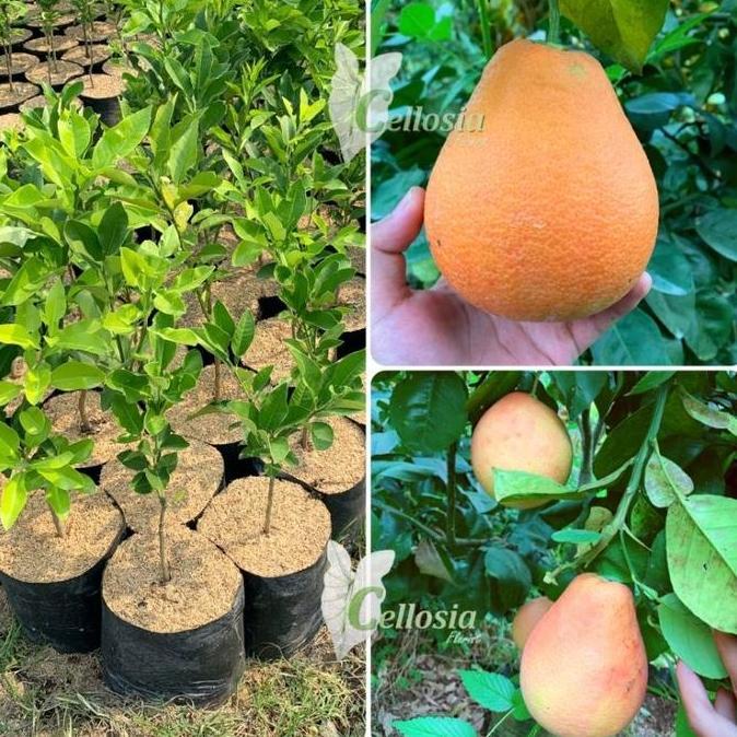 Bibit Tanaman Buah Jeruk Red Pamelo / Pamelo Merah Okulasi