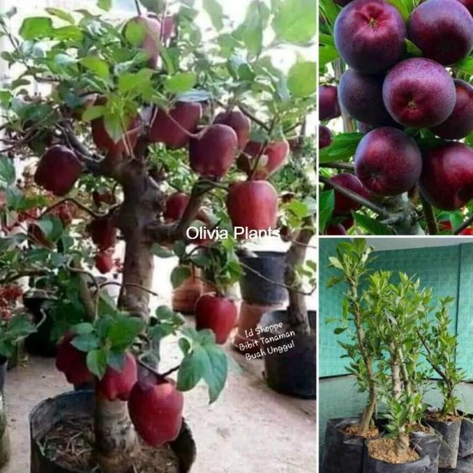 Bibit Pohon Buah Apel Merah Cepat Berbuah