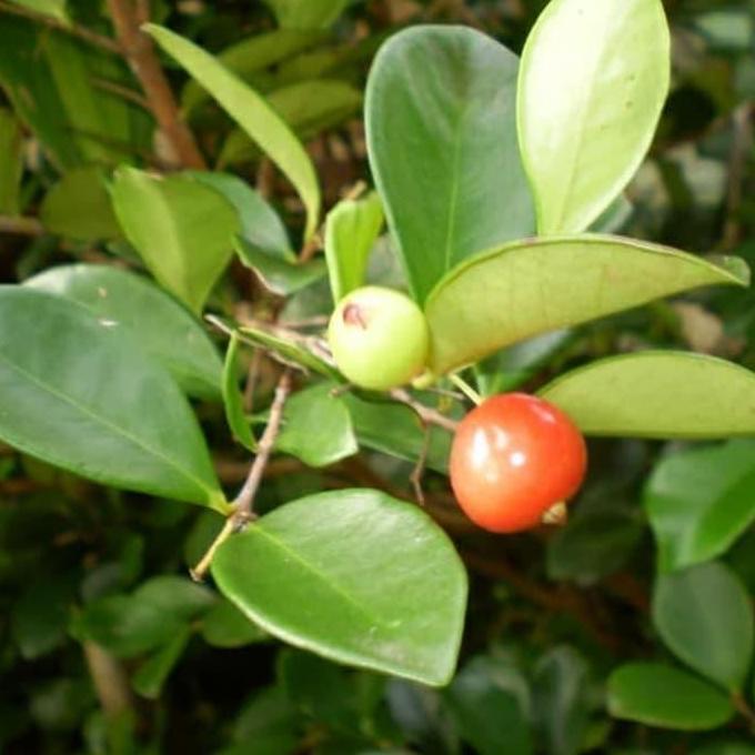 Bibit Pohon Beach Cherry Merah - Buah Ceri - Tanaman Beach Ceri Merah
