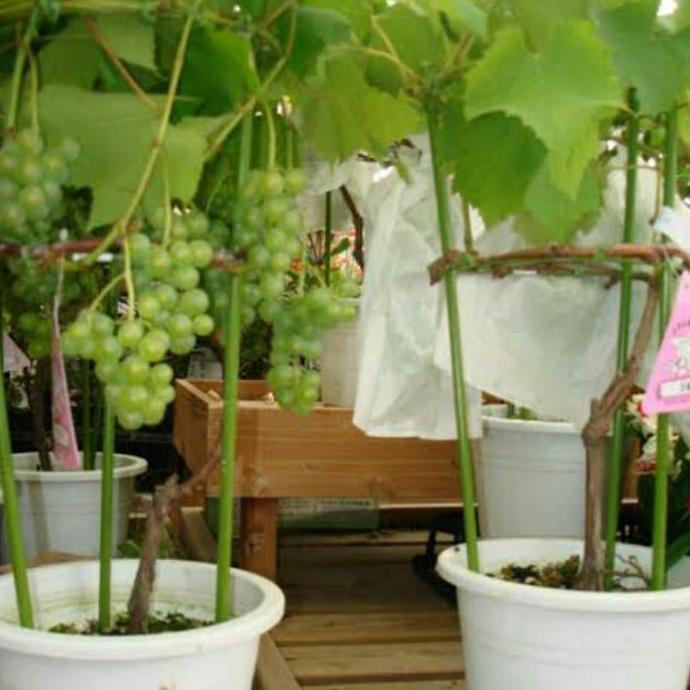 Bibit Tanaman Buah Rambat Anggur Hij - Pohon Anggur Hij