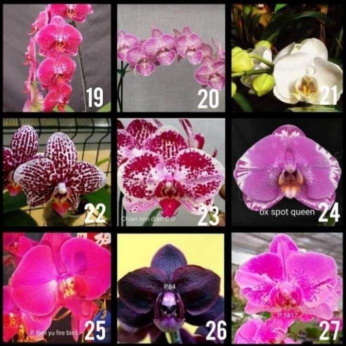 Thebest- paket anggrek murah 10 Seedling anggrek bulan