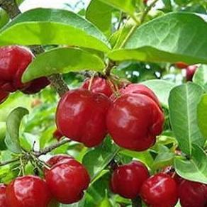 Bibit Tanaman Buah Ceri Vietnam
