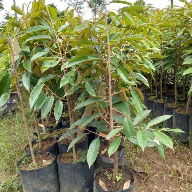GS Bibit Tanaman Buah Durian Montong Hasil Cangkok -B