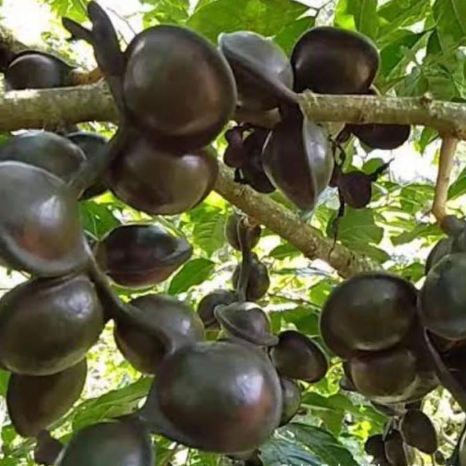 Bibit Buah Pohon Jengkol Super Hasil Okulasi Siap Tanam Tabulampot