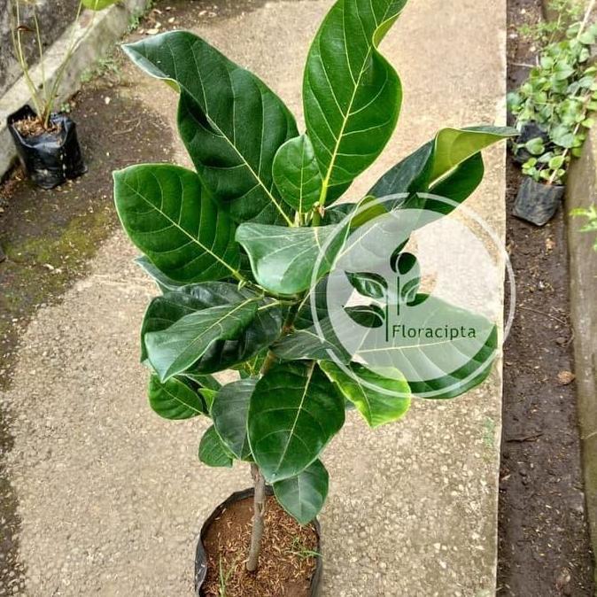 Bibit pohon buah nangka mini - Tanaman buah nangka mini