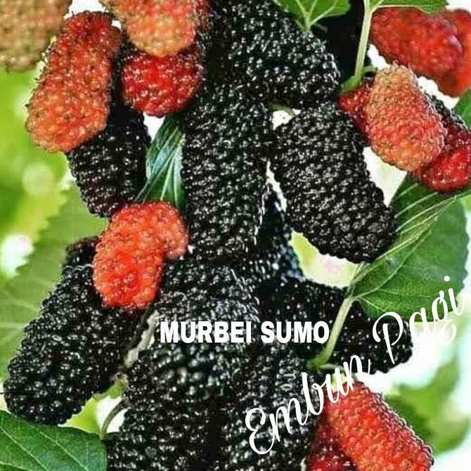 Bibit Buah Murbei Sumo