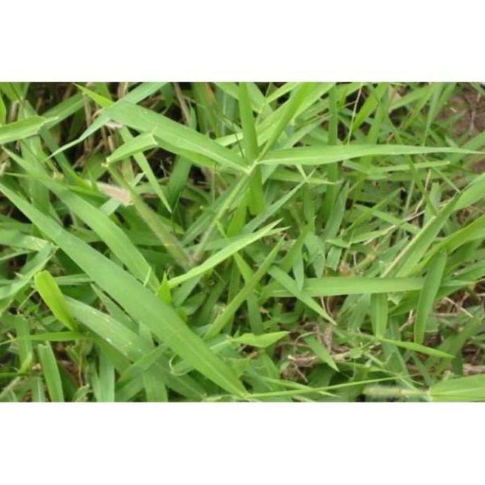 1 KILO Benih Rumput Brachiaria Signal grass Decumben Humidicola /rumput pakan ternak SAPI KAMBING KE