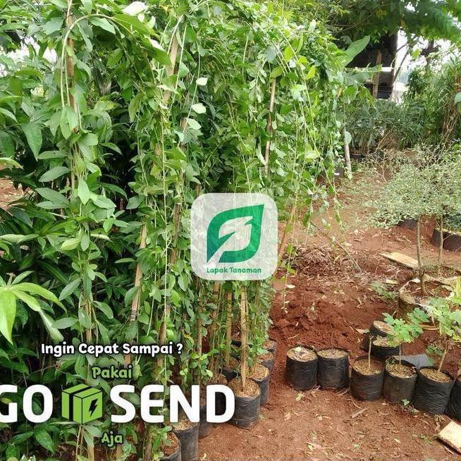 Ground- Sangat Nyaman.. Tanaman Lee Kwan Yew Panjang 2 Meter | Pohon Li Kuan Y