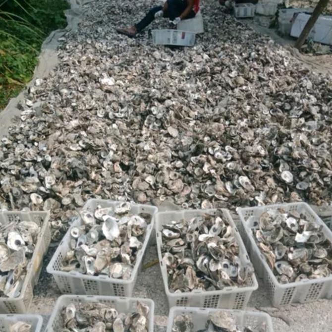 Fishbou- Oyster Shell Kulit Kerang Cangkang Tiram Media Filter Kolam Ikan Koi