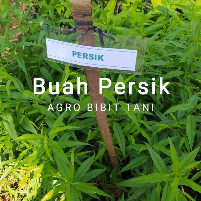 Bibit Tanaman Buah Persik Asli-Bibit Pohon Buah Persik