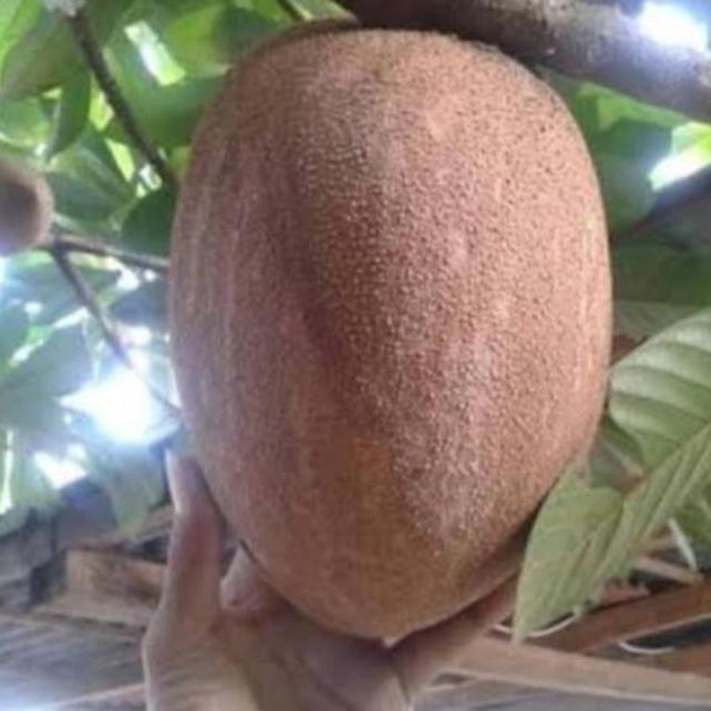 Pohon Mamey Sapote Jenis Lorito Full buah/Bibit Pohon Mamey sapote