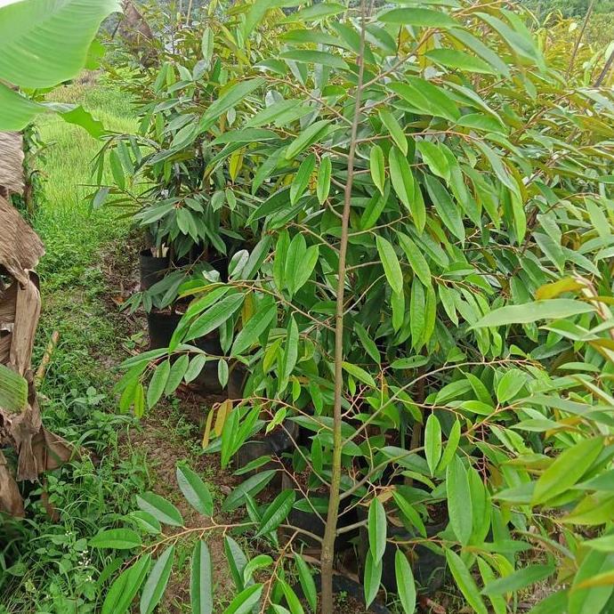 2022 Bibit durian musang king 2m siap buah