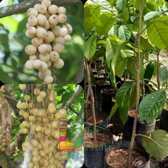bibit buah Langsat / langsep
