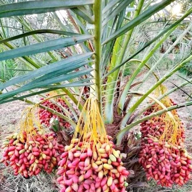 Bibit pohon Buah kurma Tropis BARHEE