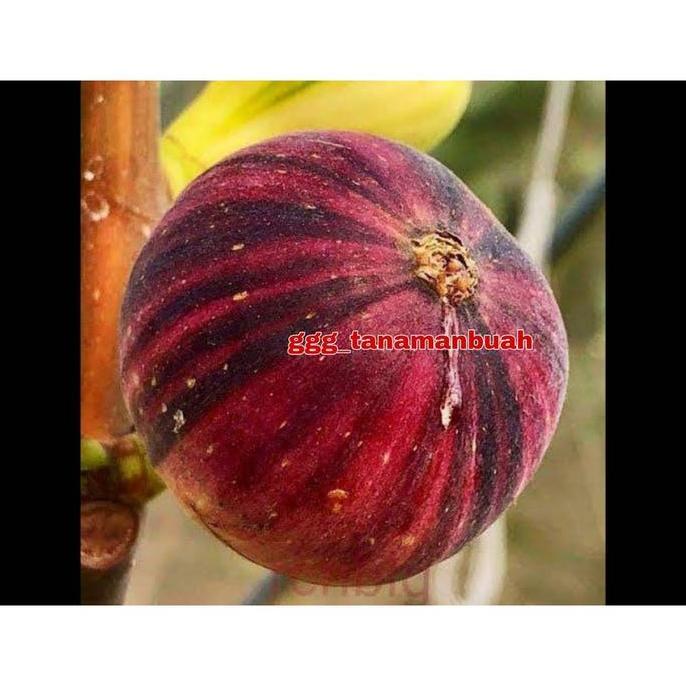 Bibit Buah Tin BNR ssote Negra Rimada