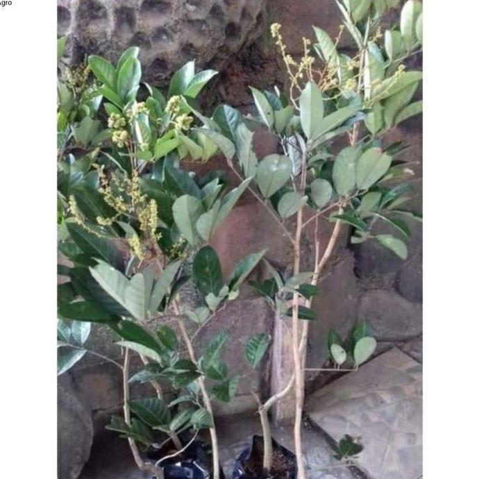 fres tanaman bibit buah rambutan binjai sudah berbunga dan berbuah
