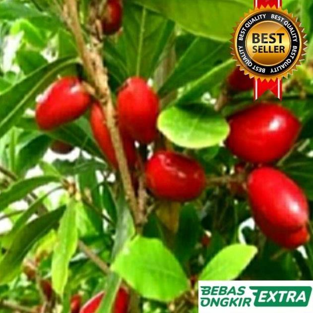 BIBIT POHON MIRACLE FRUIT Bibit Buah Ajaib Cepat Berbuah