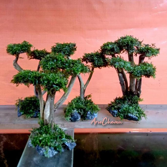 hiasan aquarium aquascape bonsai mini model akar bonus moss