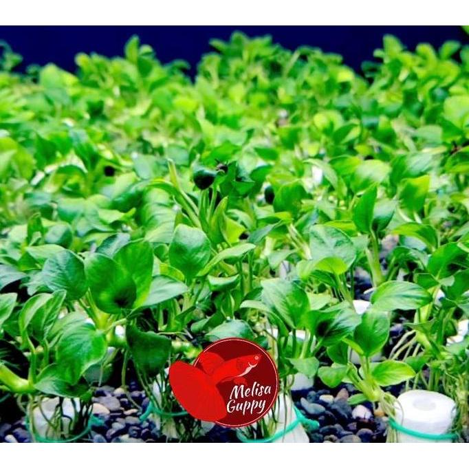 tanaman hias akuarium aquascape anubias petite petit