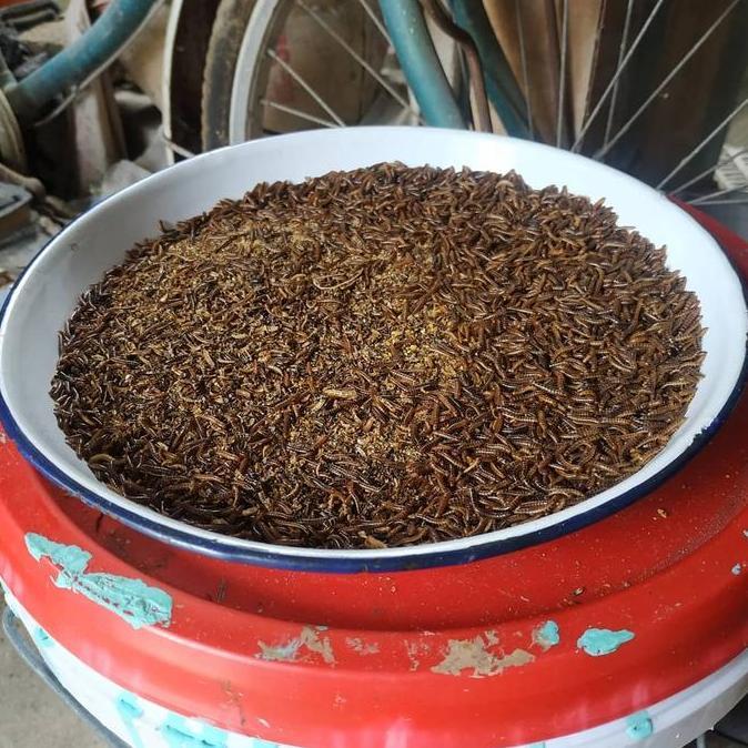 Bluee- Ulat Kandang Hidup Berkualitas 100 Gram