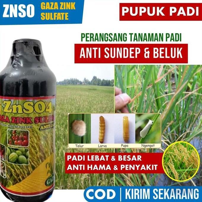Taman- (Pupuk Wajib) Pupuk Padi Terbaik Basmi Hama Sundep Dan Beluk Padi Znso4 500 Ml Pupuk Pelebat 