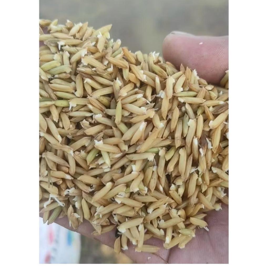 Bisa Cod Benih Padi Bibit Padi M70 Unggul M70 5Kg >>