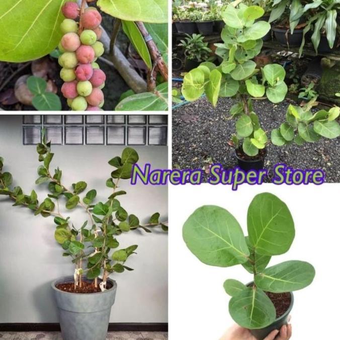 PROMO Anggur Laut Ketapang Laut Coccoloba Uvifera Cocoloba Bibit Murah